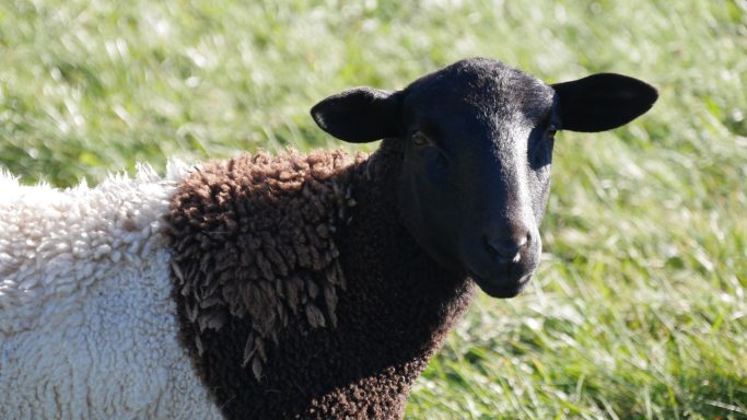 Schaf mit schwarzem Kopf und braunem, wuscheligem Fell auf grüner Wiese.