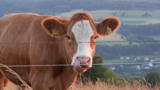 Eine nahaufgenommene Kuh mit braunem Fell steht vor einer ländlichen Kulisse.